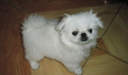 京巴狗视频,视频记录温馨日常